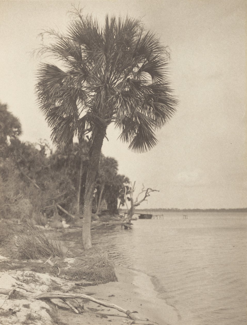 W Rockledge na Florydzie autorstwa Alfred Stieglitz