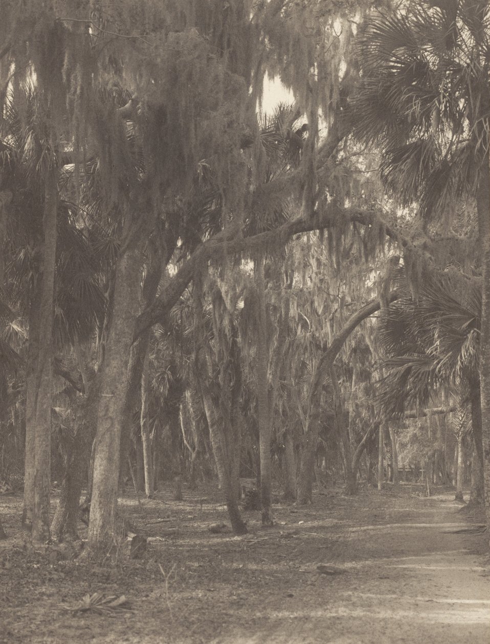 W Rockledge na Florydzie autorstwa Alfred Stieglitz
