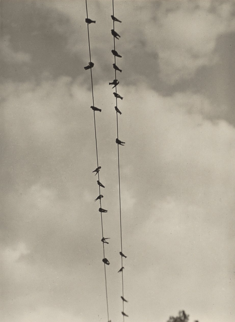 Ptaki autorstwa Alfred Stieglitz