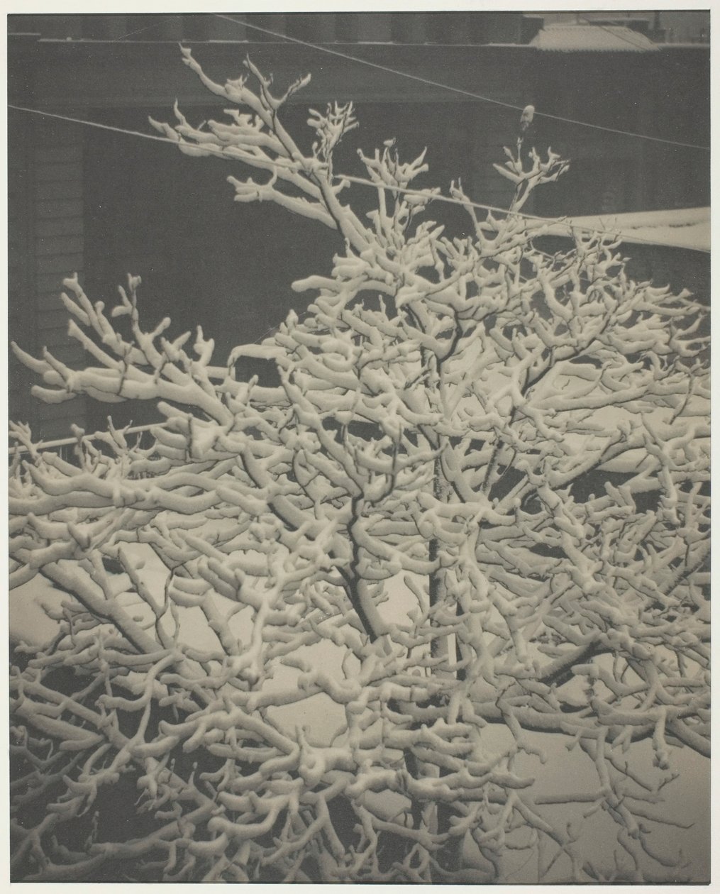 Z tylnego okna 291 Ośnieżone drzewo, podwórko, 1915. autorstwa Alfred Stieglitz