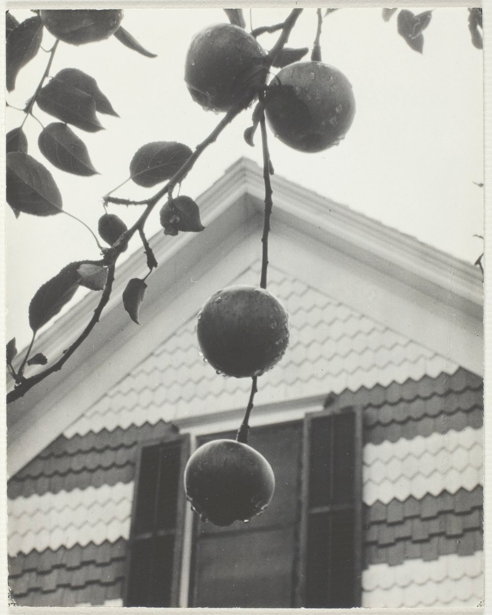 Szczyt i jabłka autorstwa Alfred Stieglitz