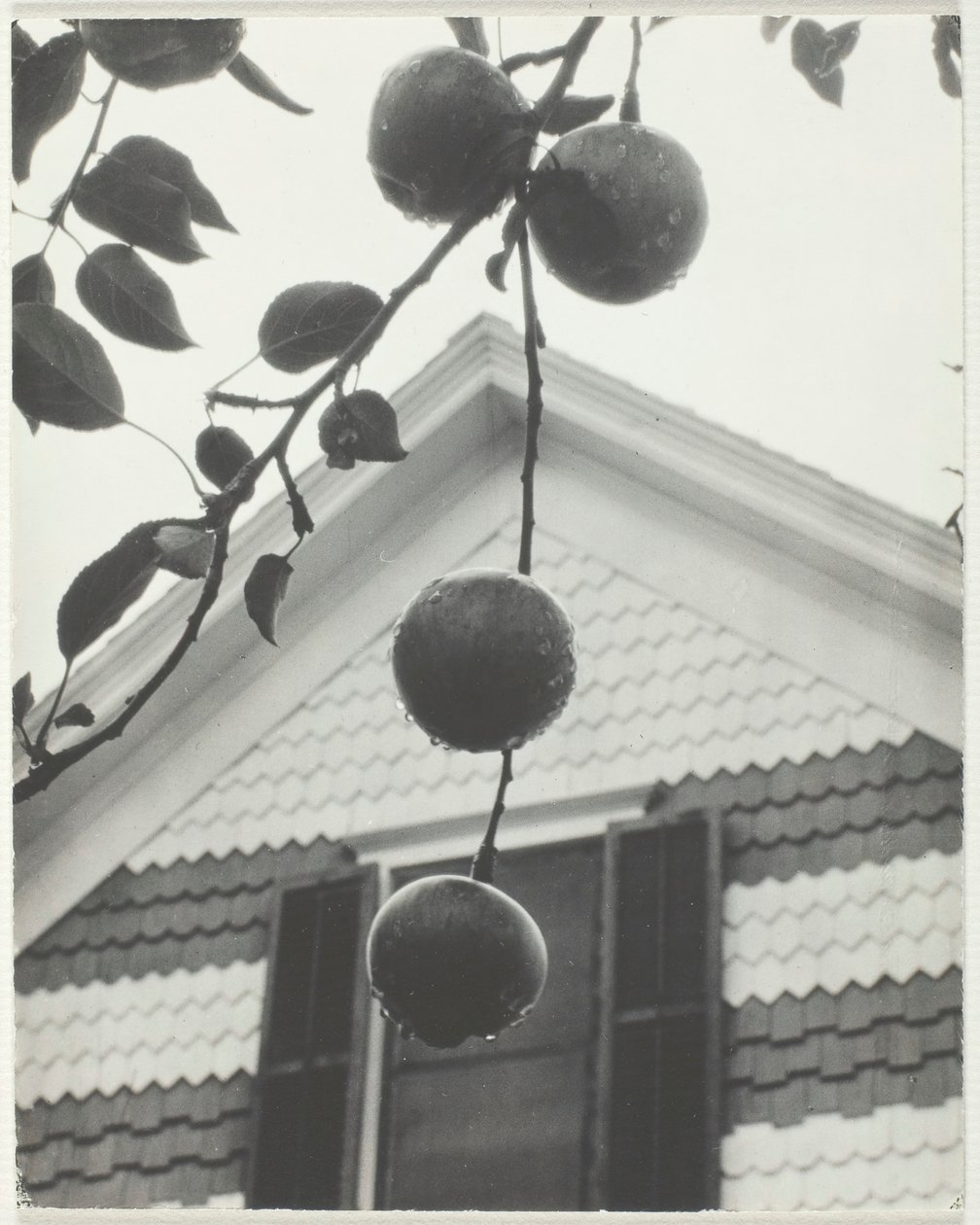 Szczyt i jabłka, 1922. autorstwa Alfred Stieglitz