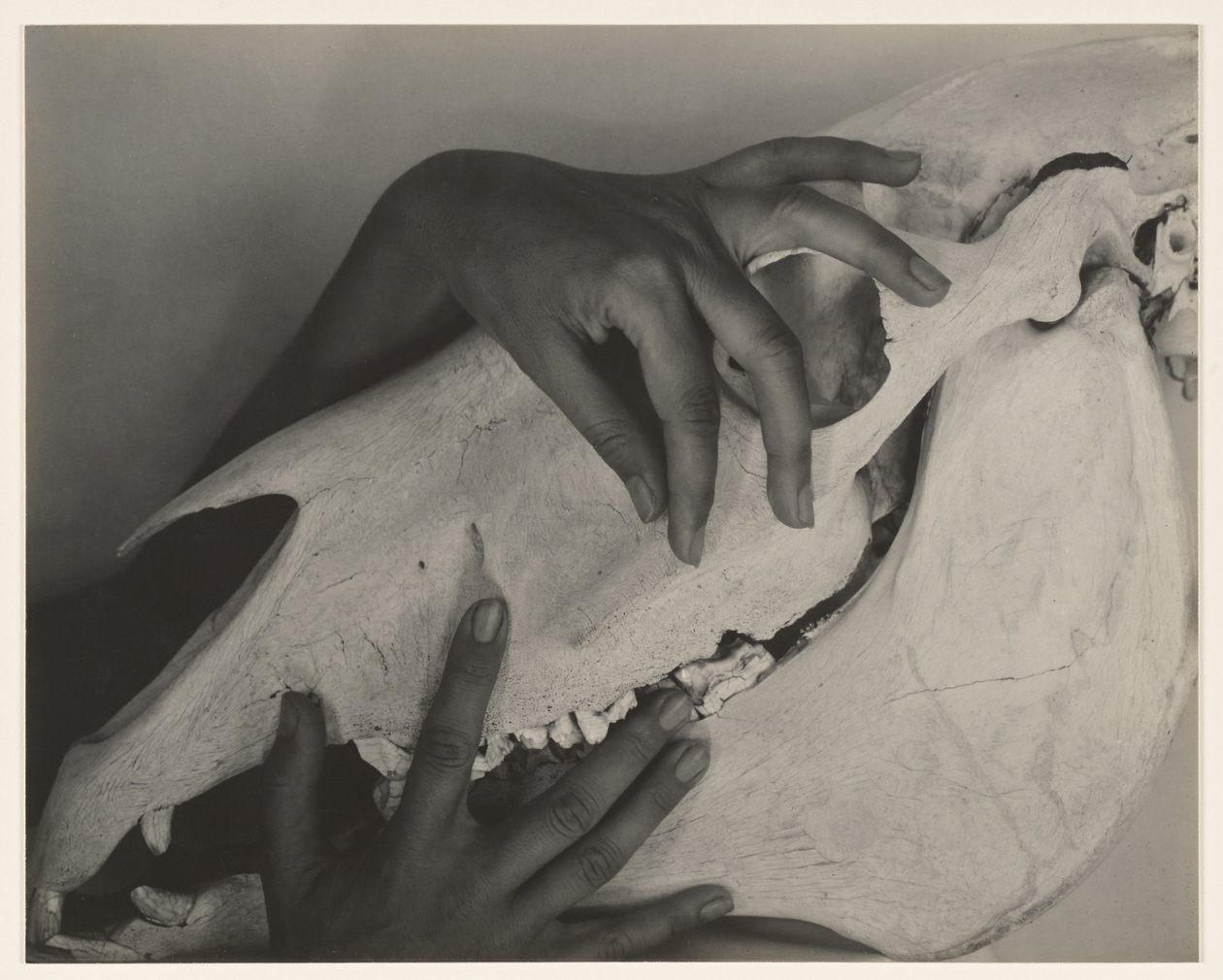 Georgia O’Keeffe – „Ręce i czaszka konia” autorstwa Alfred Stieglitz