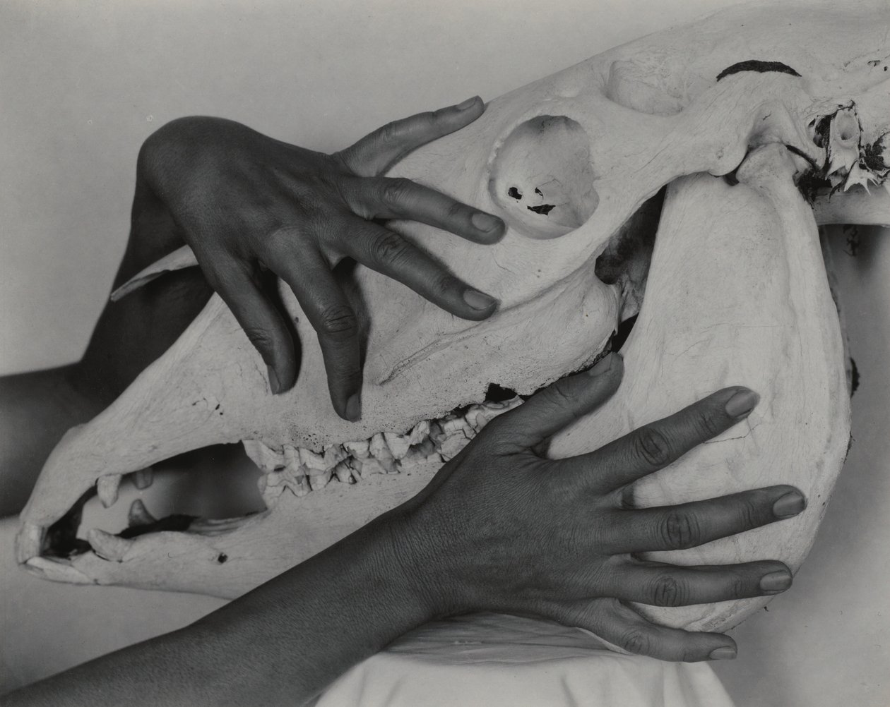 Georgia O’Keeffe — „Ręce i czaszka konia” autorstwa Alfred Stieglitz