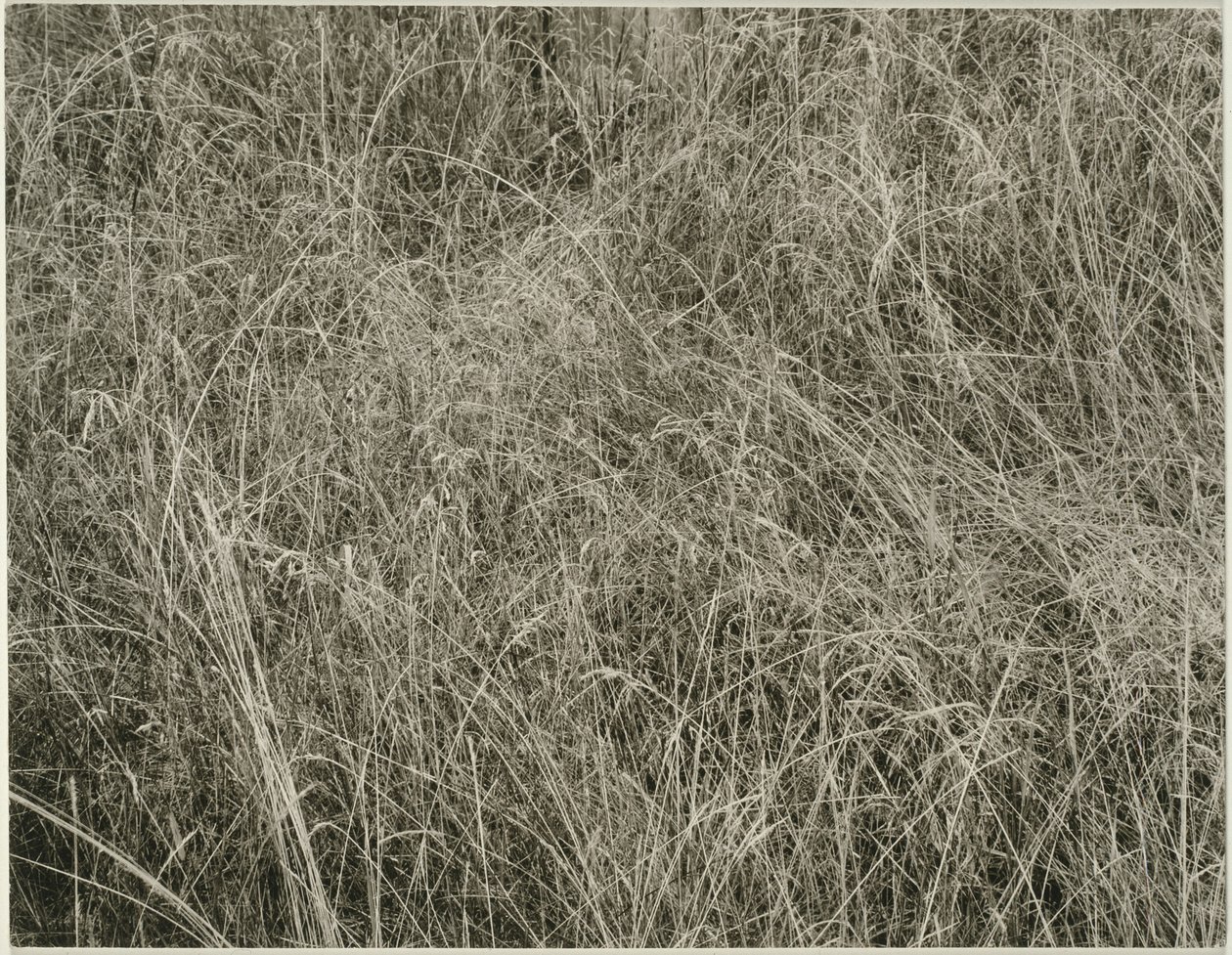 Trawa autorstwa Alfred Stieglitz