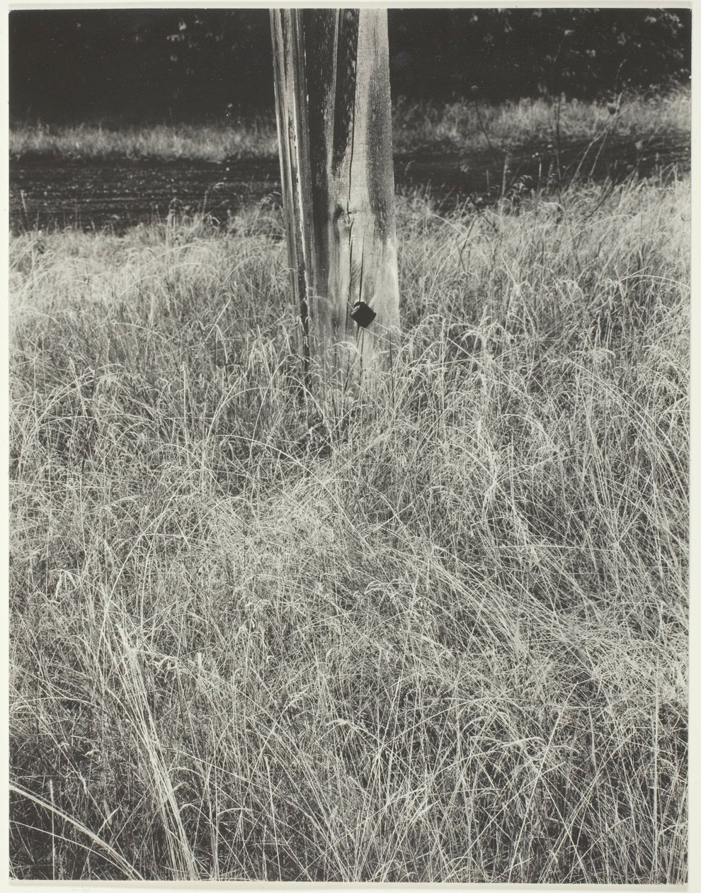 Trawa i maszt autorstwa Alfred Stieglitz