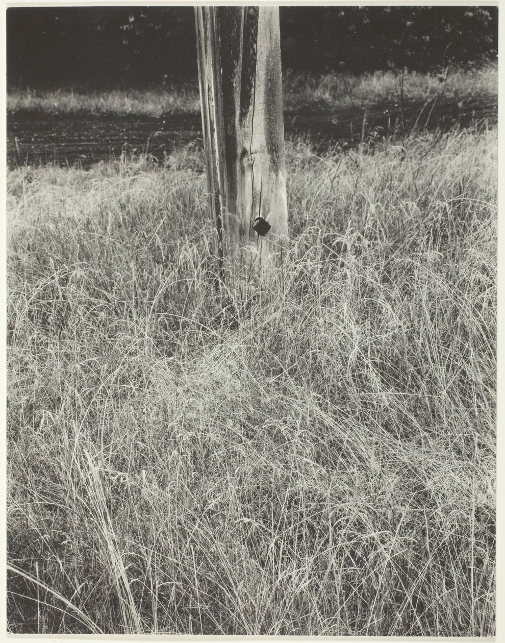 Trawa i maszt, 1933. autorstwa Alfred Stieglitz