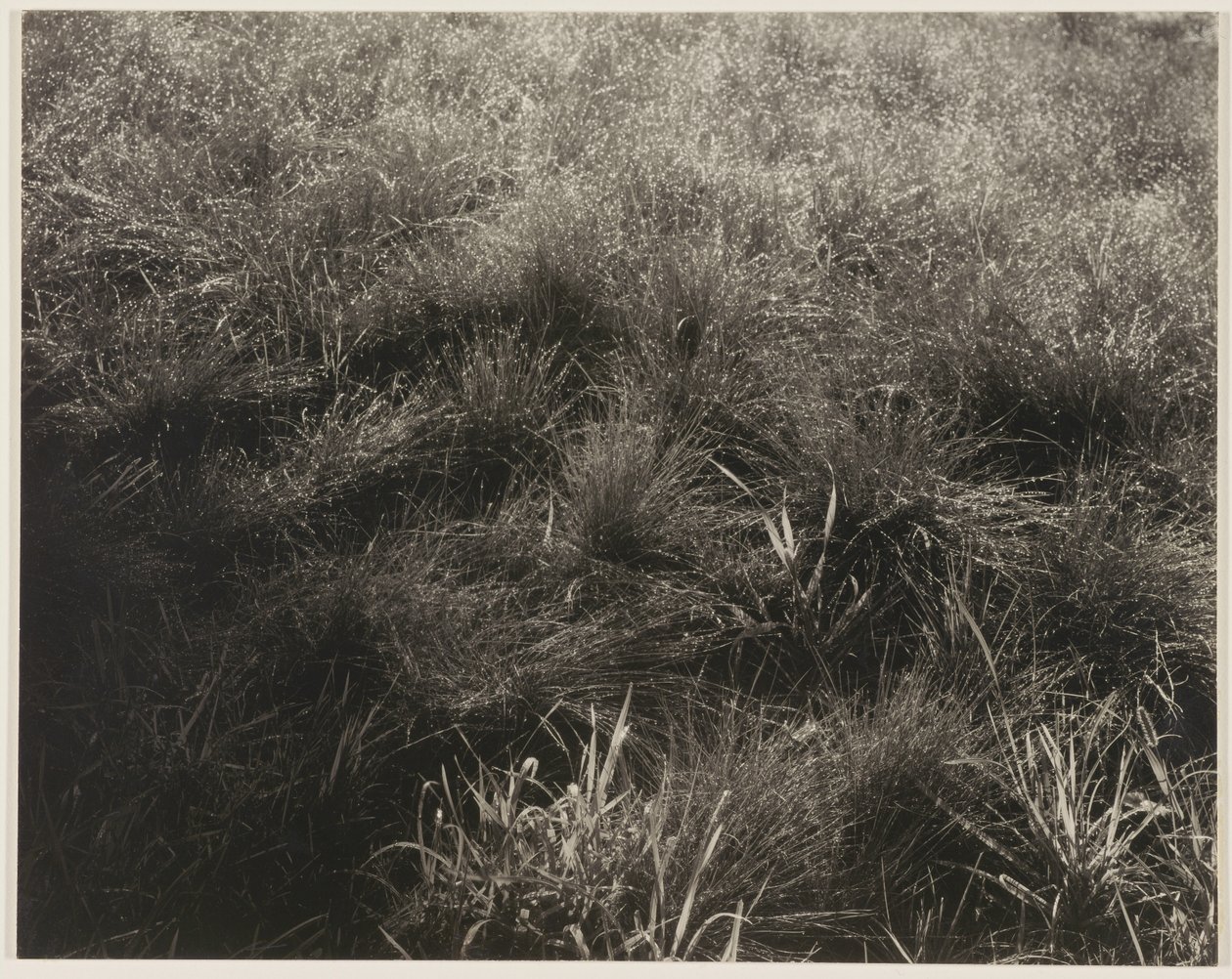 Trawy autorstwa Alfred Stieglitz