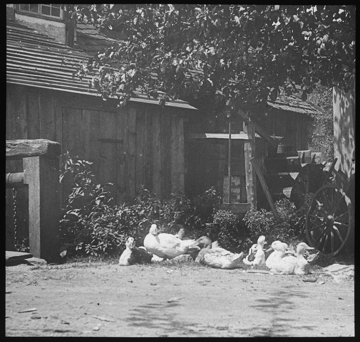 ocena autorstwa Alfred Stieglitz