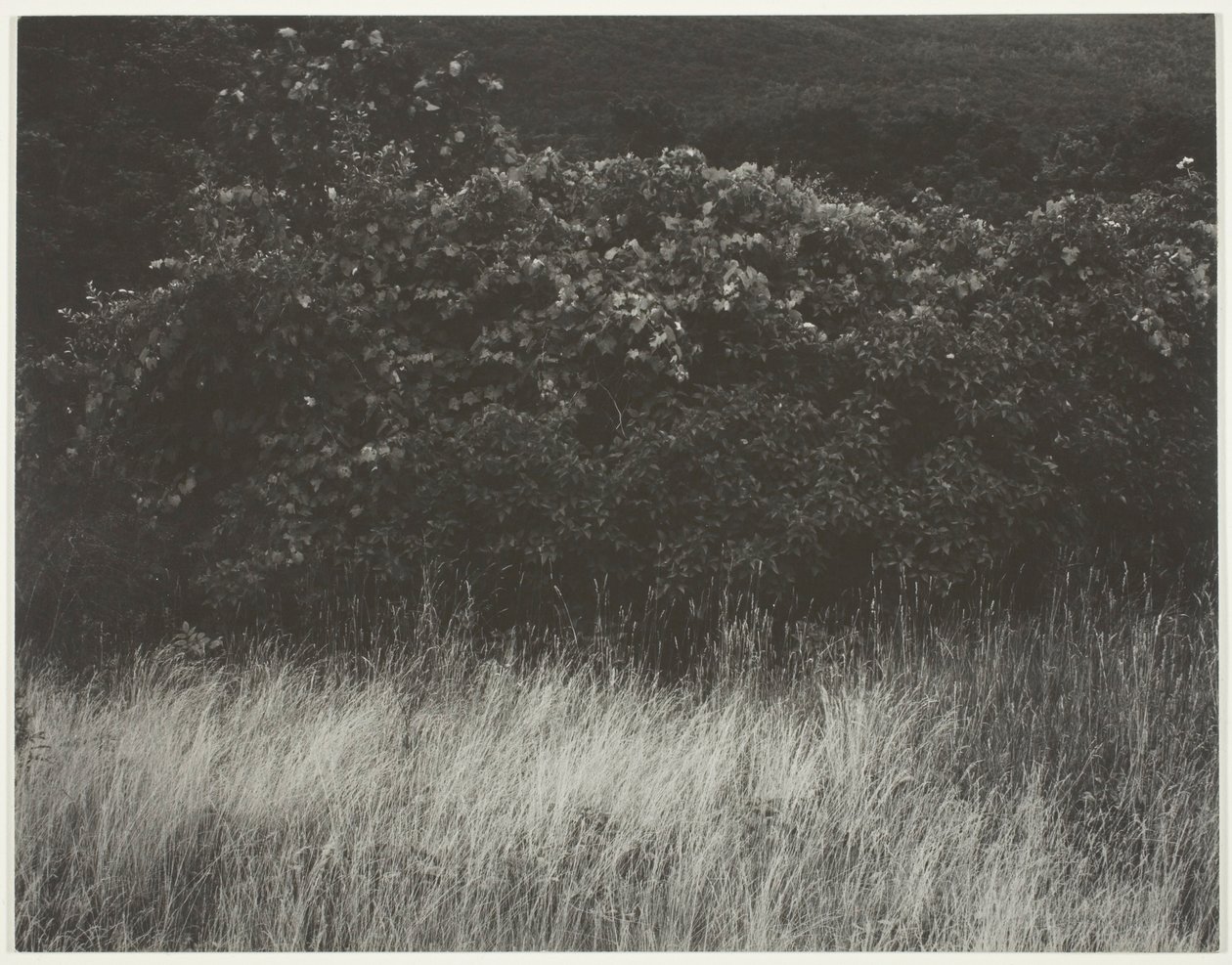 Żywopłot i Trawy - Jezioro George autorstwa Alfred Stieglitz