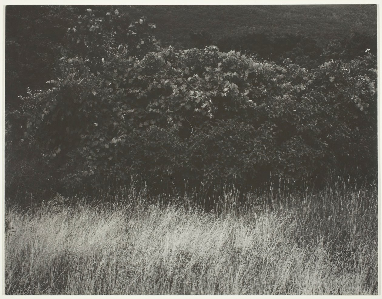 Żywopłot i Trawy - Lake George, 1933. autorstwa Alfred Stieglitz