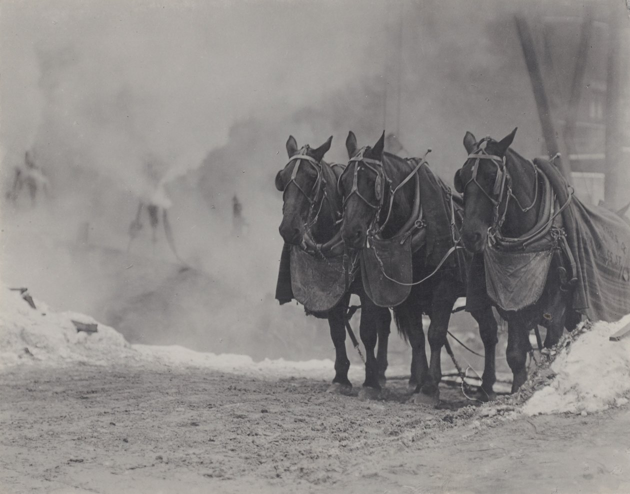 Konie, Nowy Jork autorstwa Alfred Stieglitz