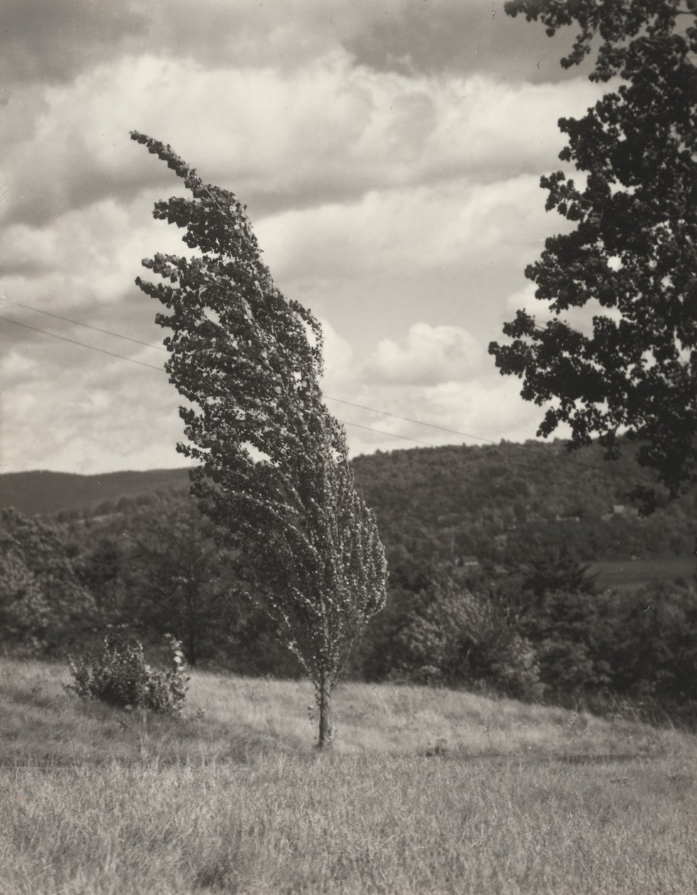 Poplar — Jezioro George autorstwa Alfred Stieglitz
