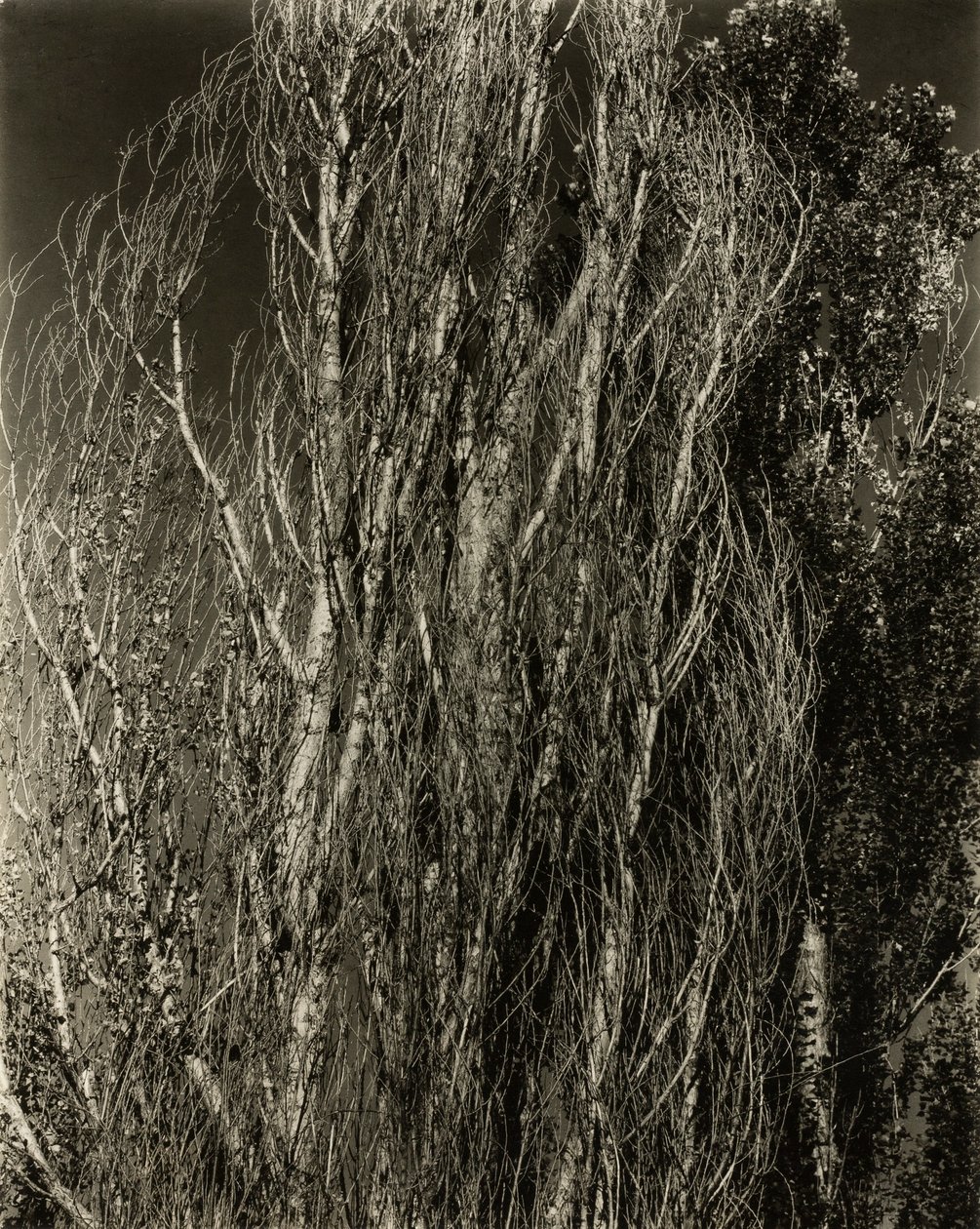 Topole – Jezioro George autorstwa Alfred Stieglitz