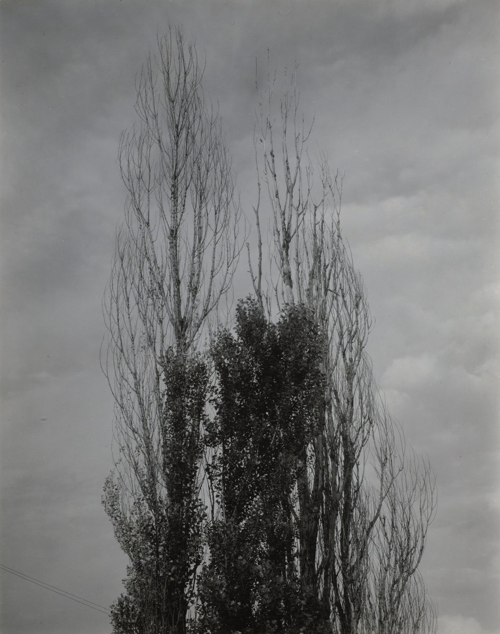 Topole — Jezioro George autorstwa Alfred Stieglitz
