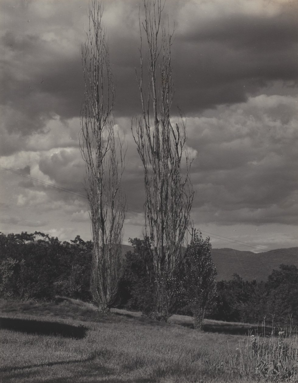 Topole — Jezioro George autorstwa Alfred Stieglitz