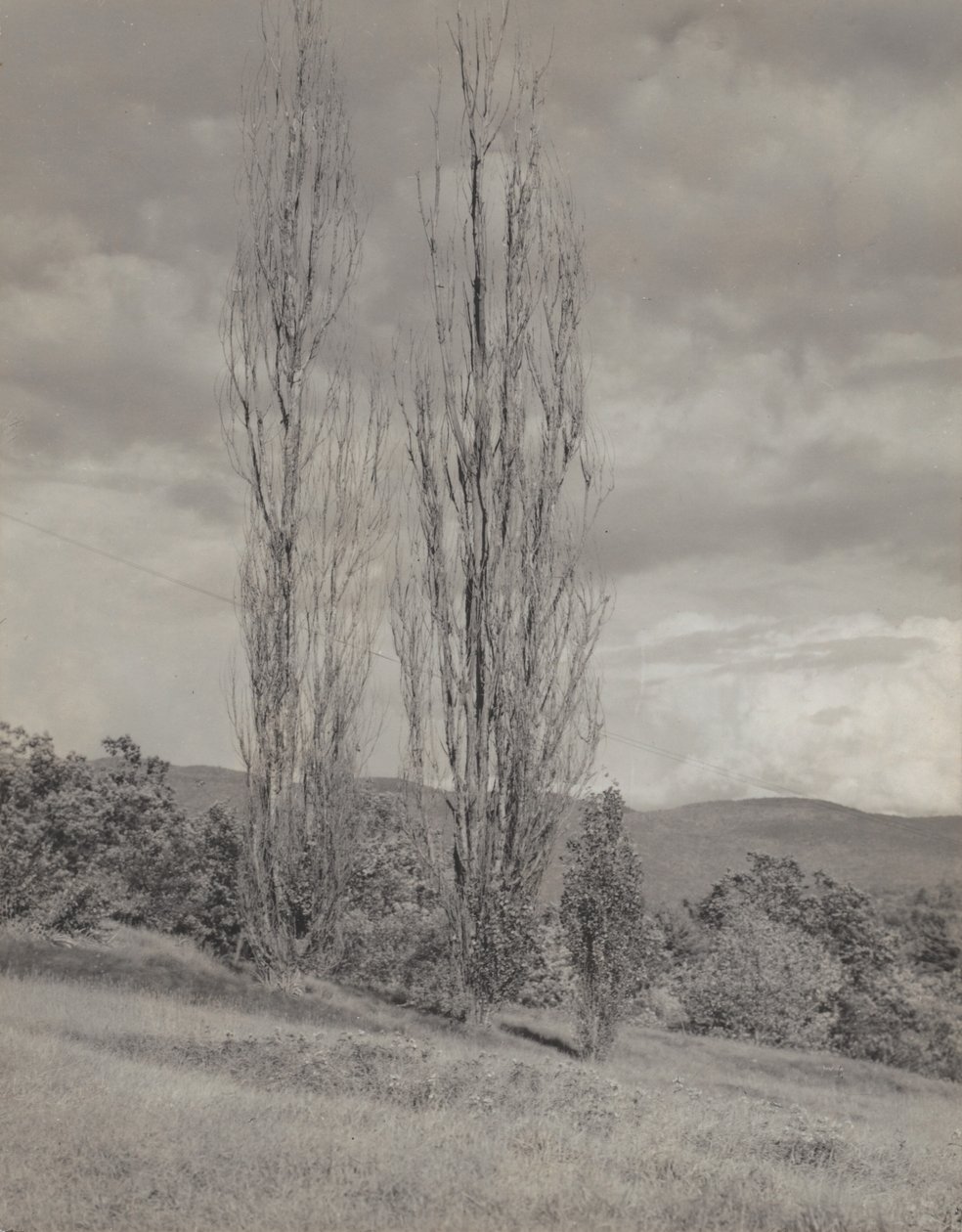 Topole - jezioro George autorstwa Alfred Stieglitz