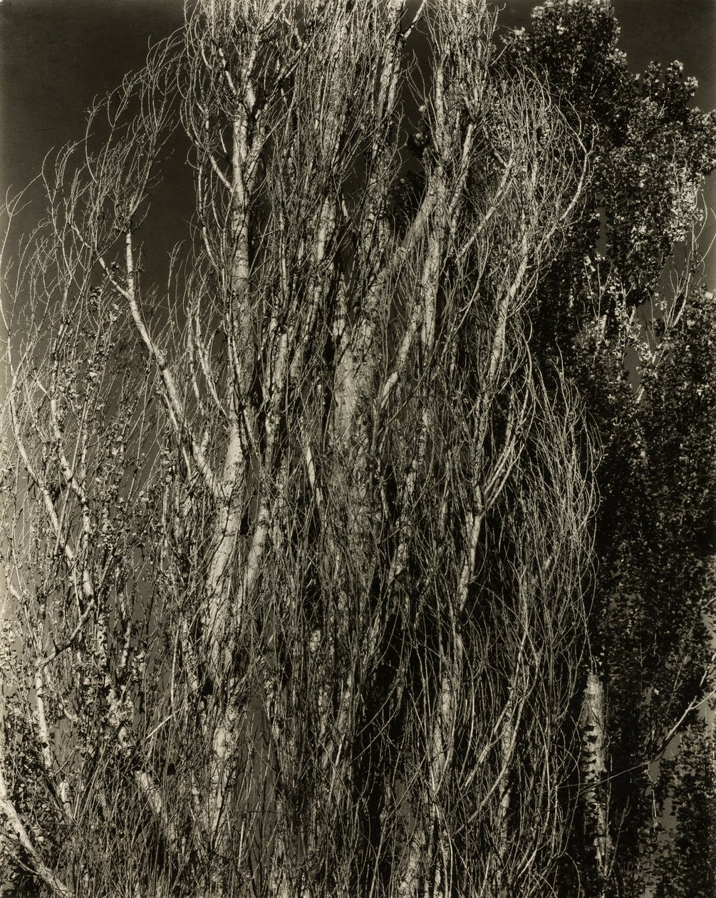 Topole – Jezioro George autorstwa Alfred Stieglitz