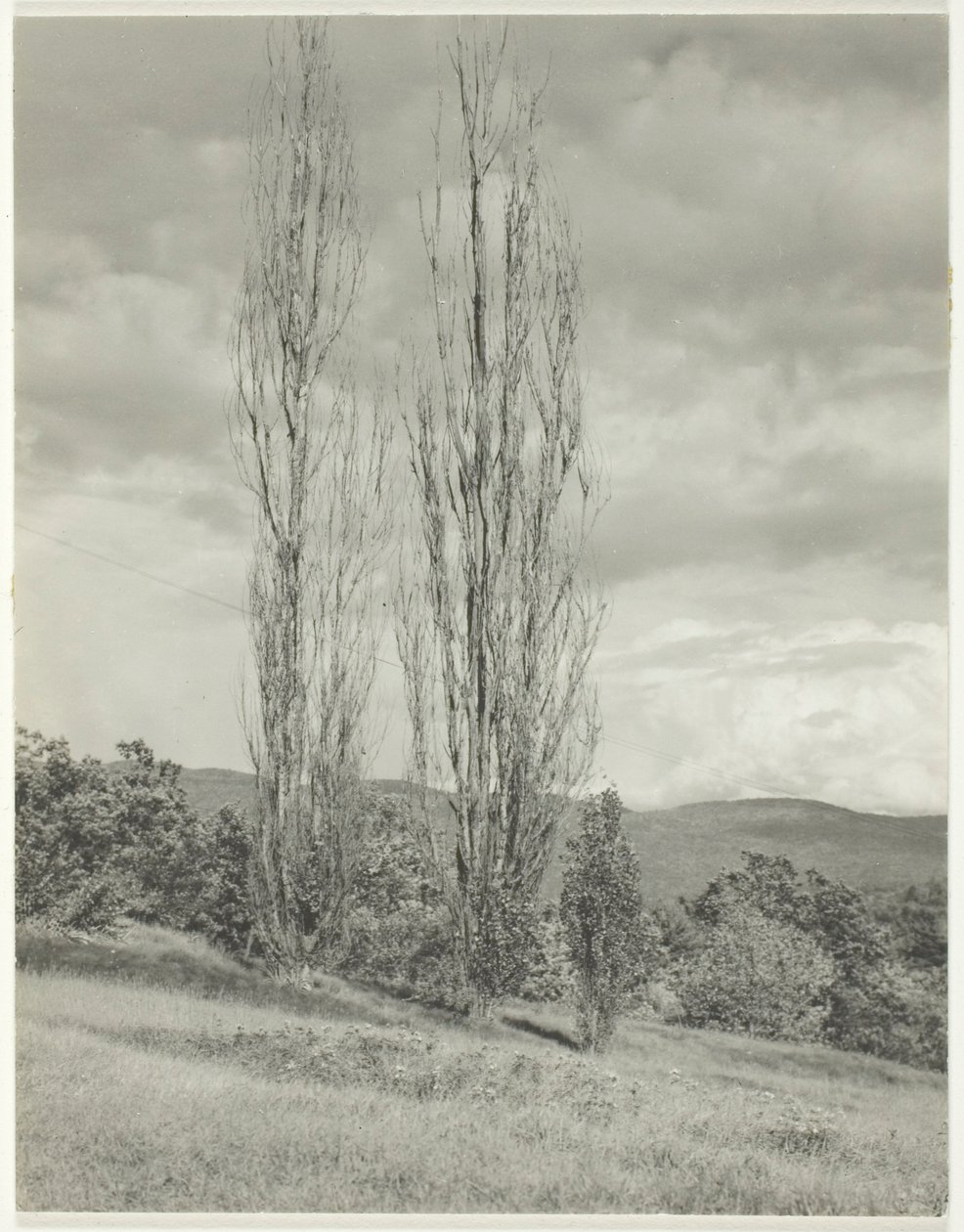 Topole – Jezioro George autorstwa Alfred Stieglitz