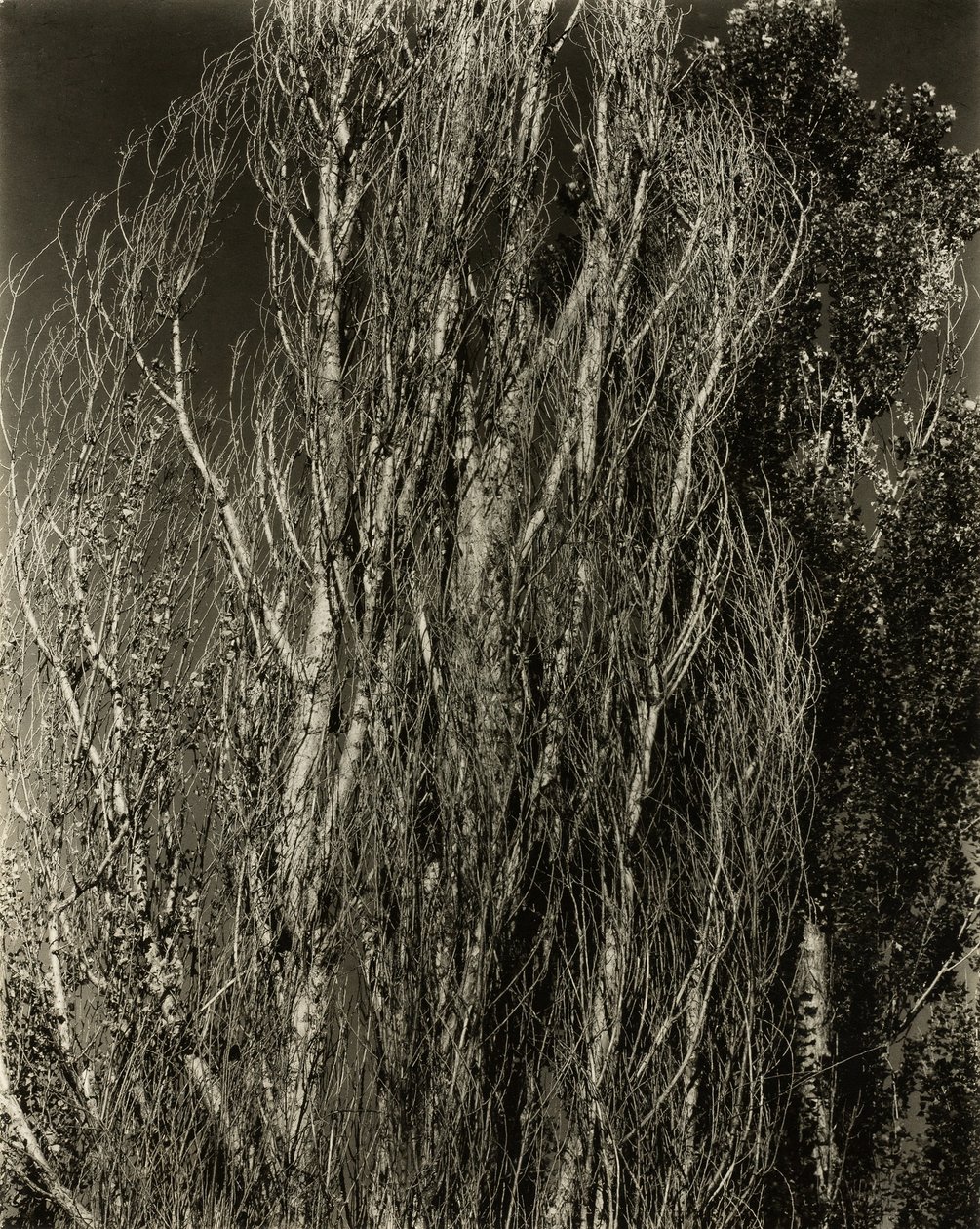 Topole — Lake George, 1932. autorstwa Alfred Stieglitz