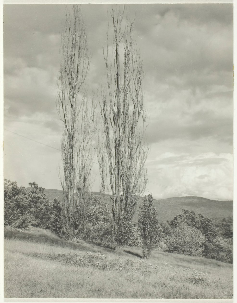 Topole — Lake George, 1935. autorstwa Alfred Stieglitz