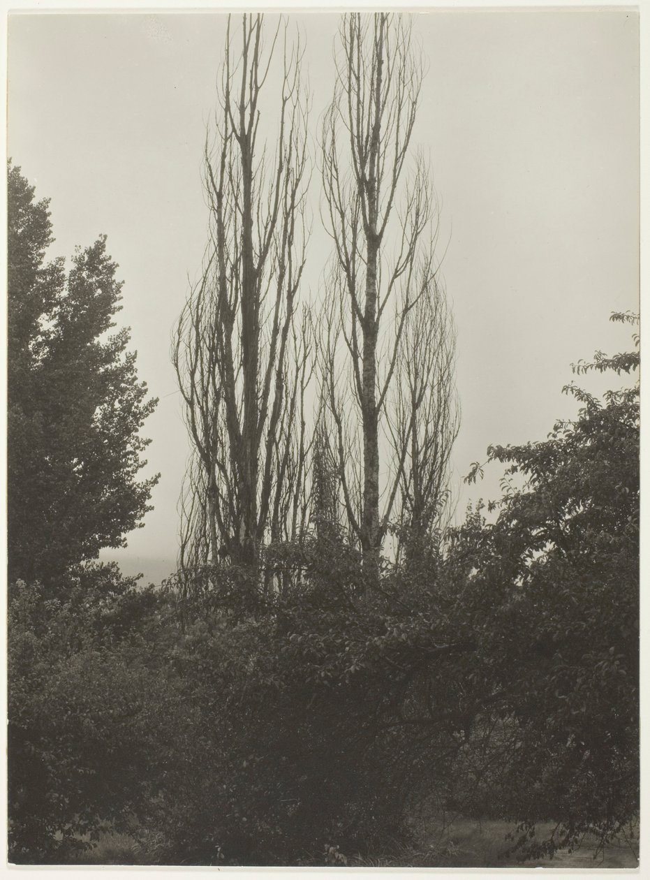 Topole - Jezioro George autorstwa Alfred Stieglitz