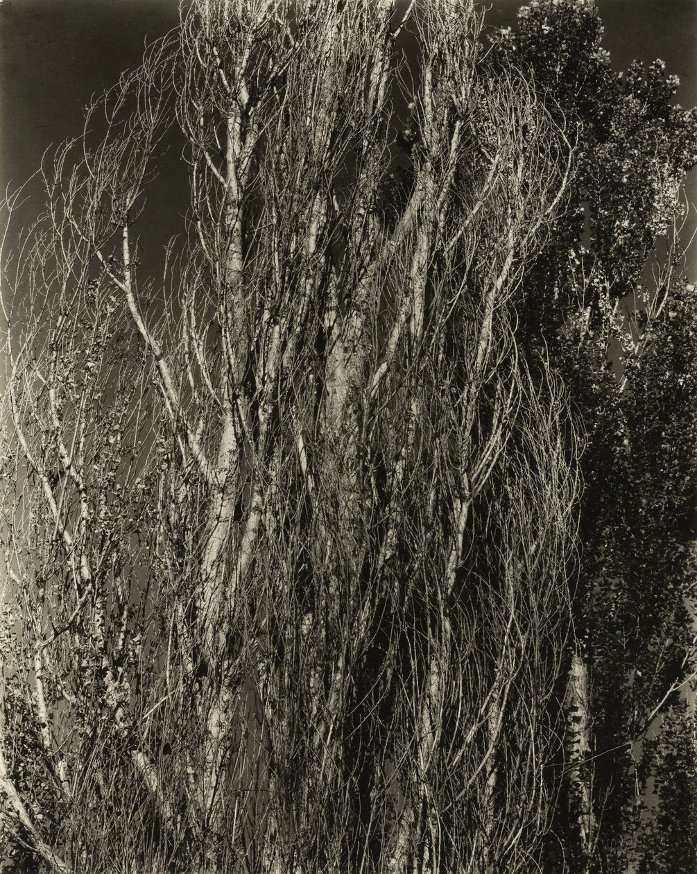 Topole - Jezioro George autorstwa Alfred Stieglitz