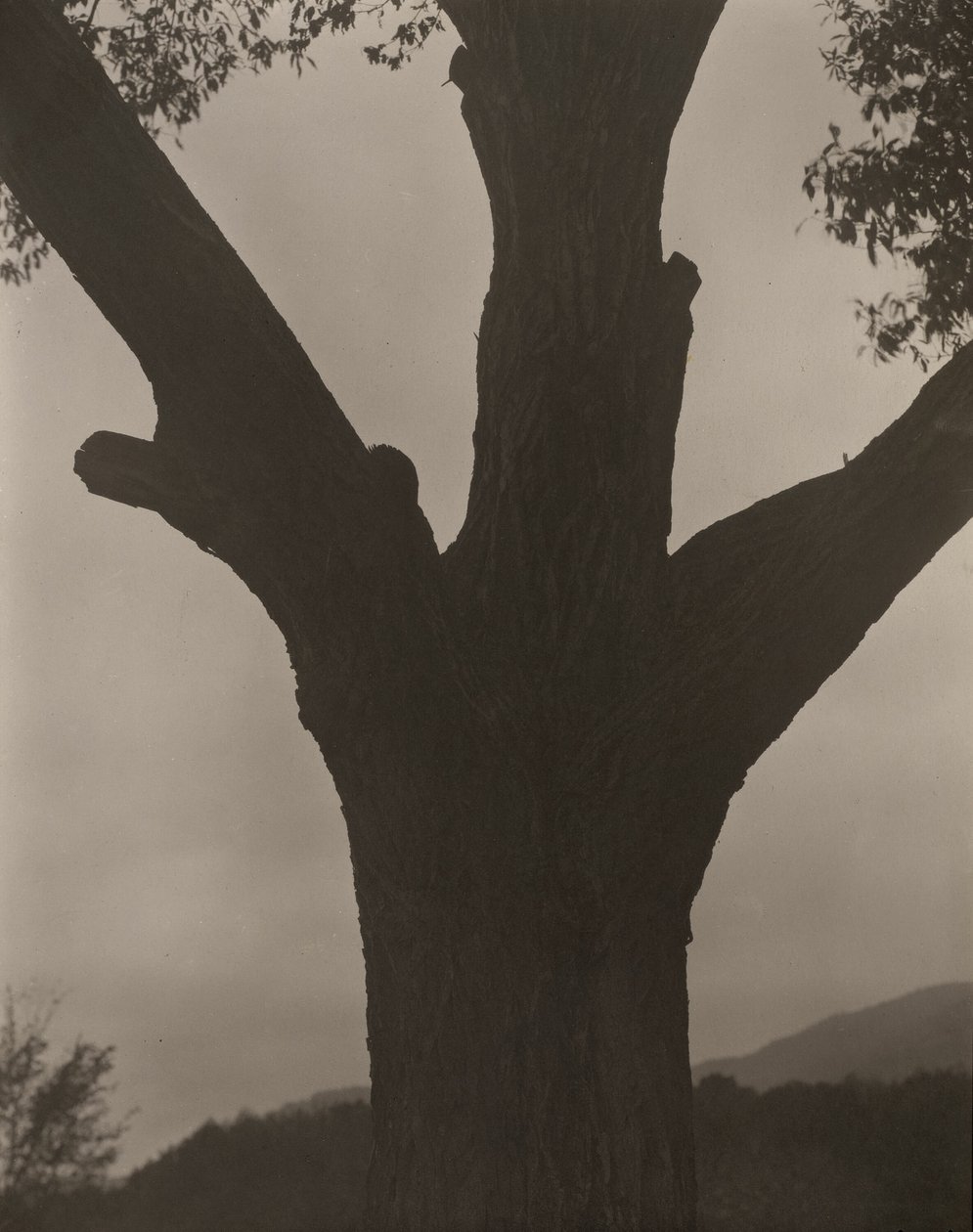 Umierający kasztan autorstwa Alfred Stieglitz
