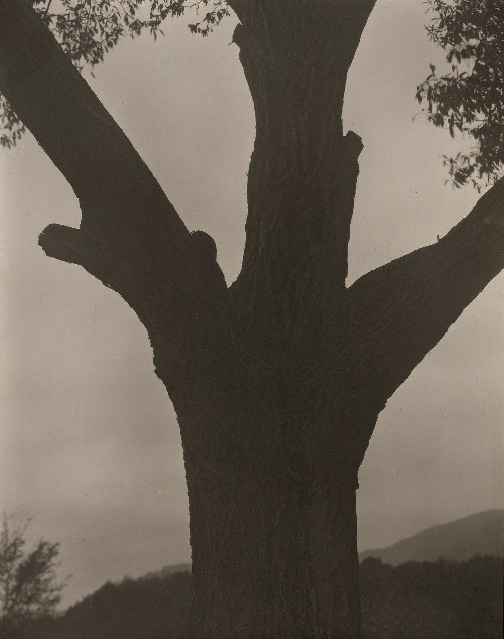Umierający kasztan, 1919. autorstwa Alfred Stieglitz