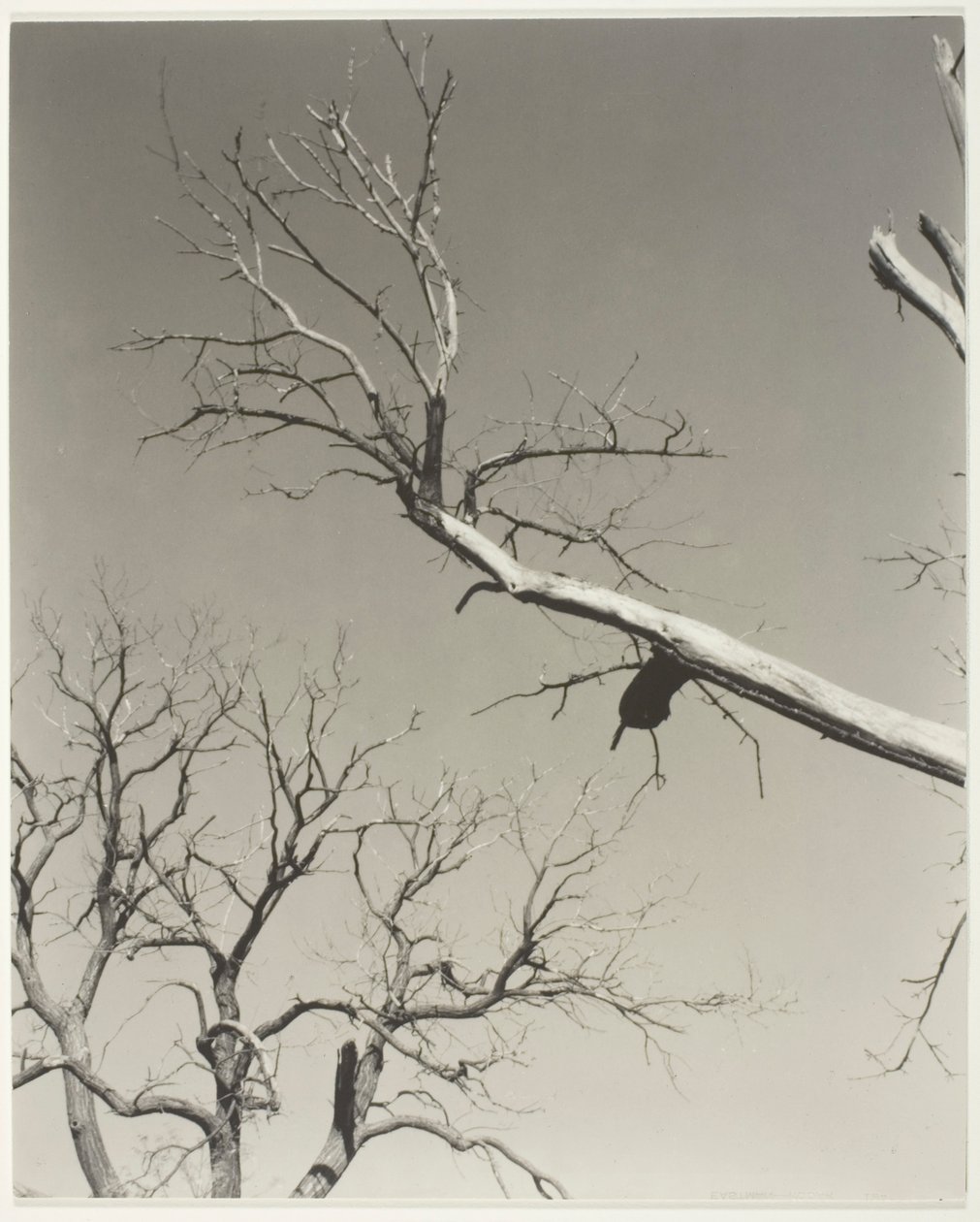Umierający kasztanowiec - mój nauczyciel autorstwa Alfred Stieglitz