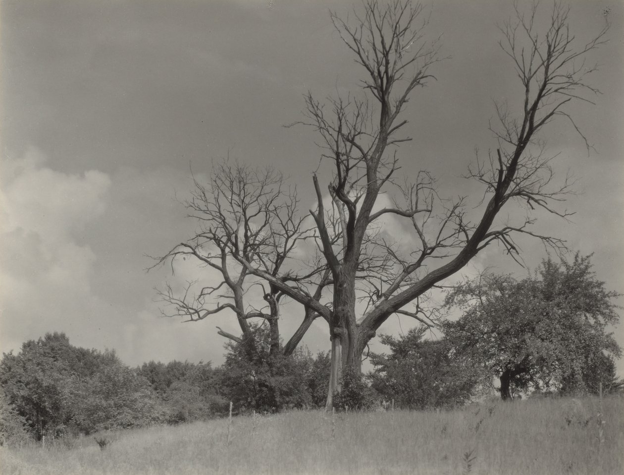 Umierający kasztanowiec autorstwa Alfred Stieglitz