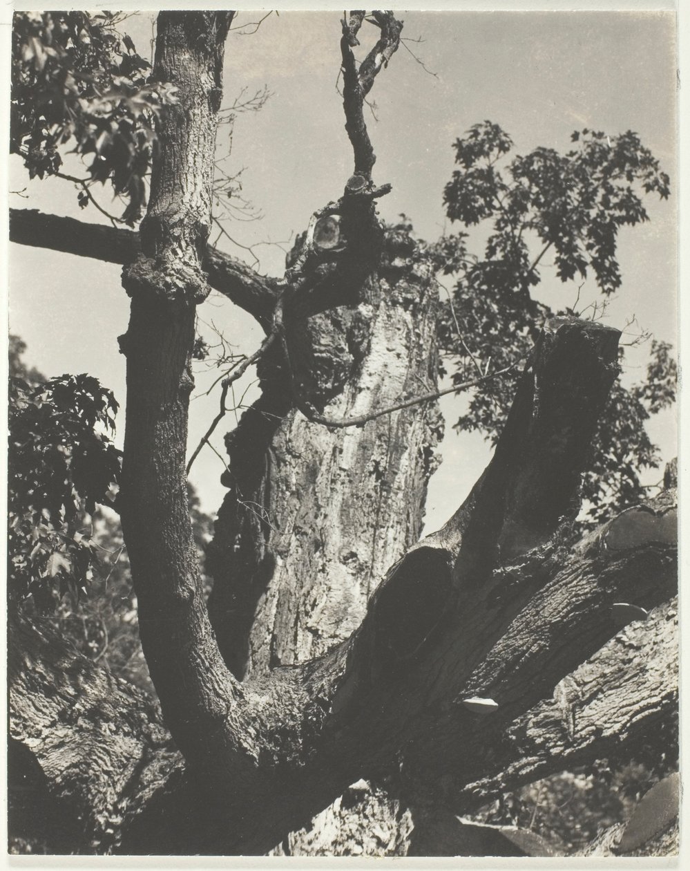 Stary klon — jezioro George autorstwa Alfred Stieglitz