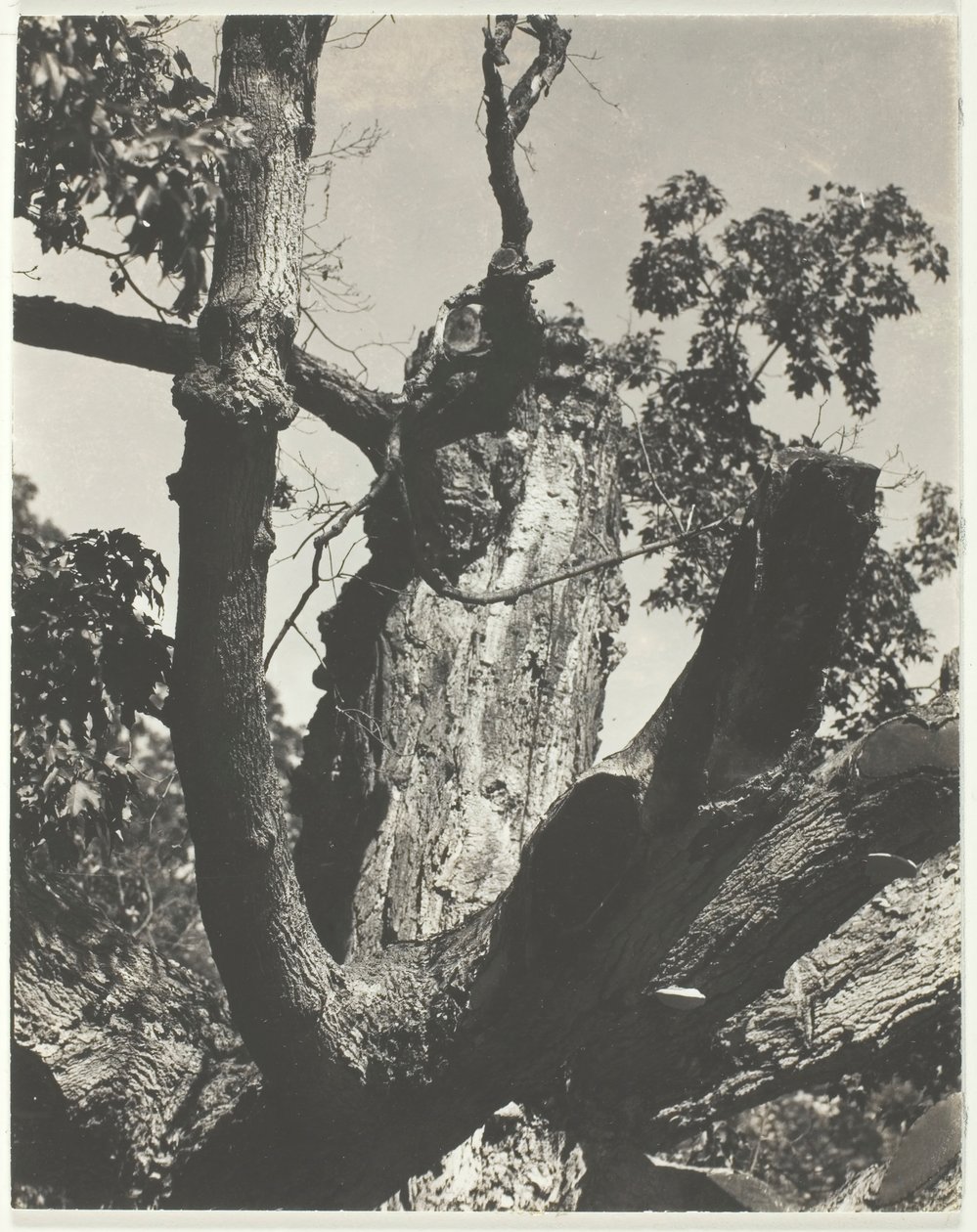 Stary klon - Lake George, 1926. autorstwa Alfred Stieglitz