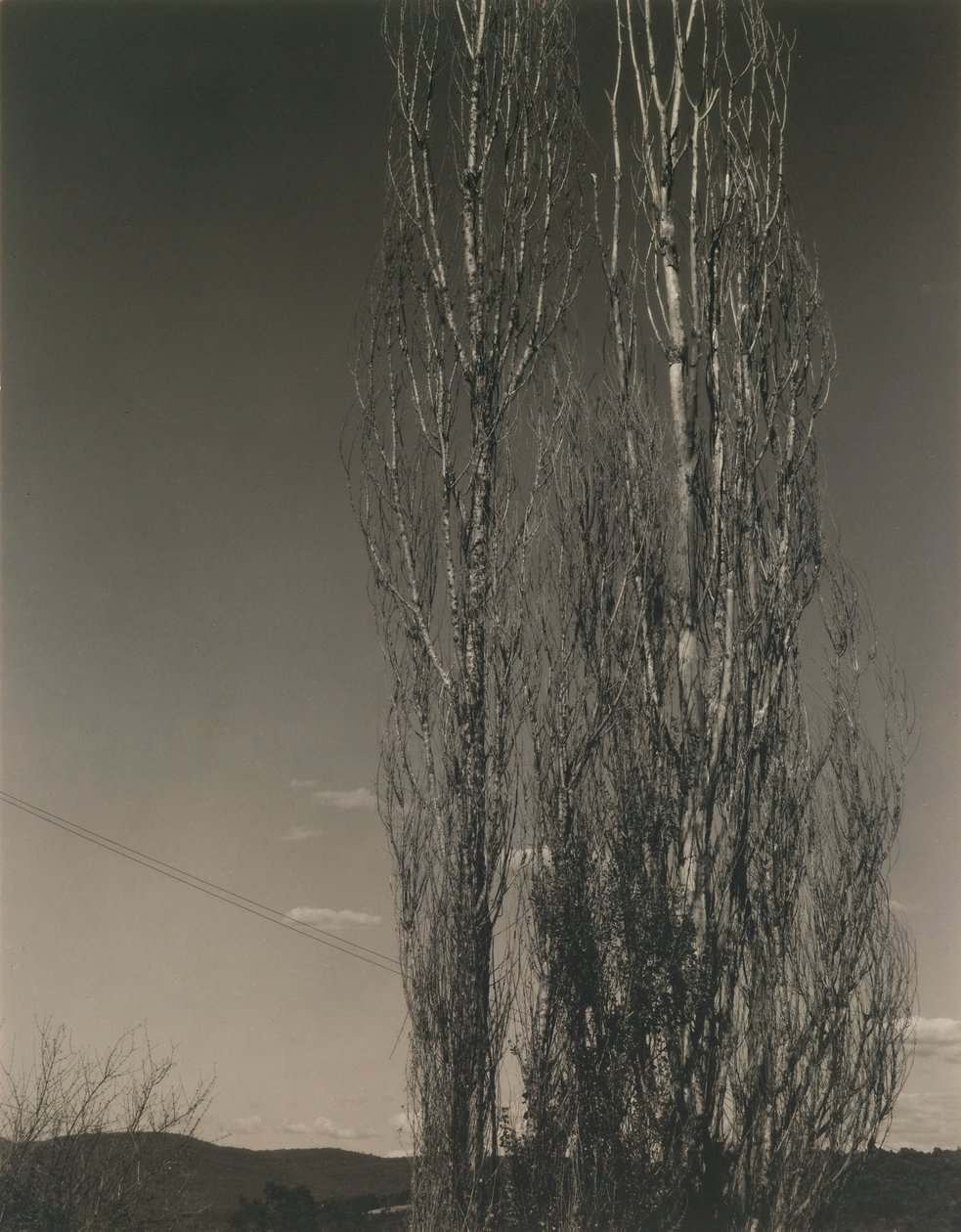 Dwie topole, jezioro George autorstwa Alfred Stieglitz