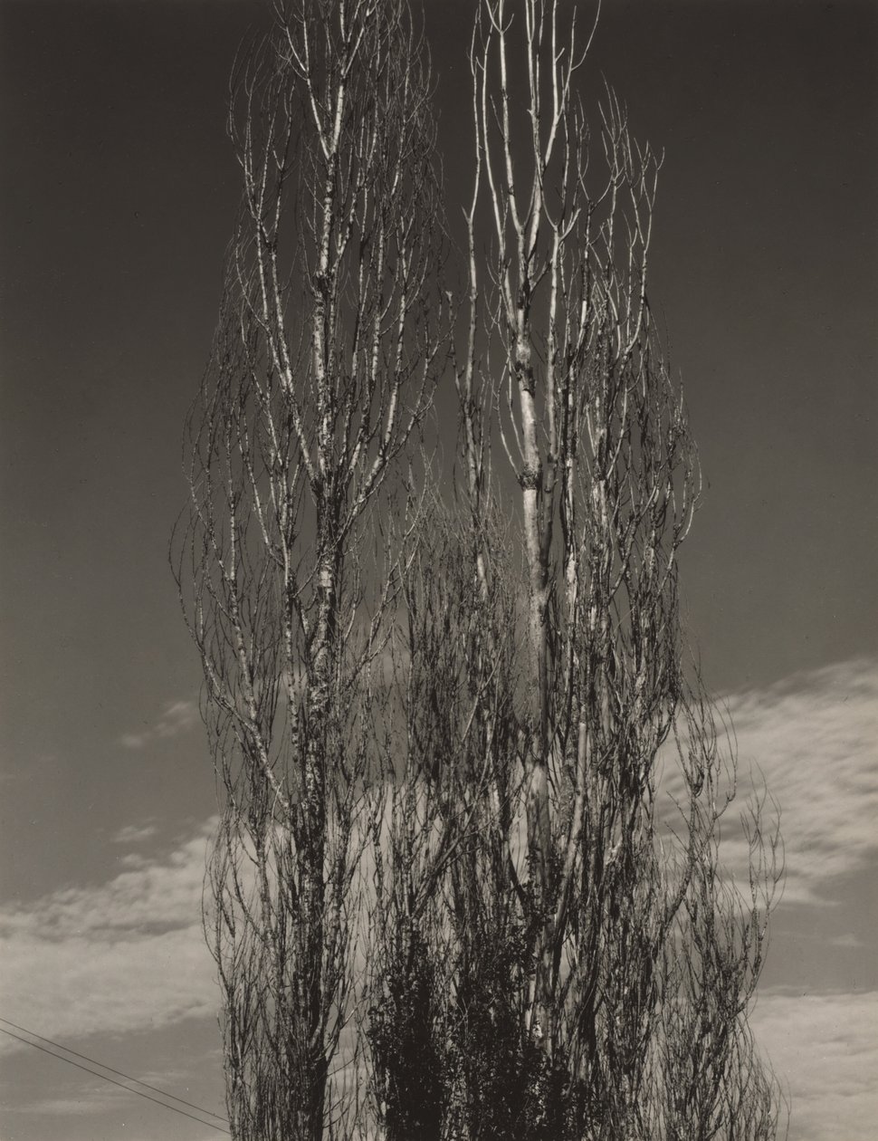 „Dwie topole”, jezioro George autorstwa Alfred Stieglitz