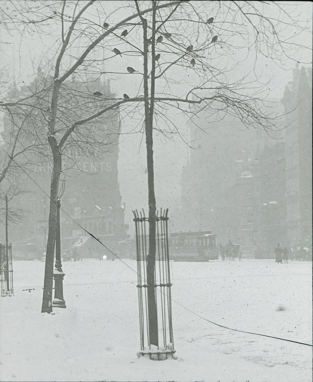 Drzewo w śniegu, Nowy Jork, 190002. autorstwa Alfred Stieglitz