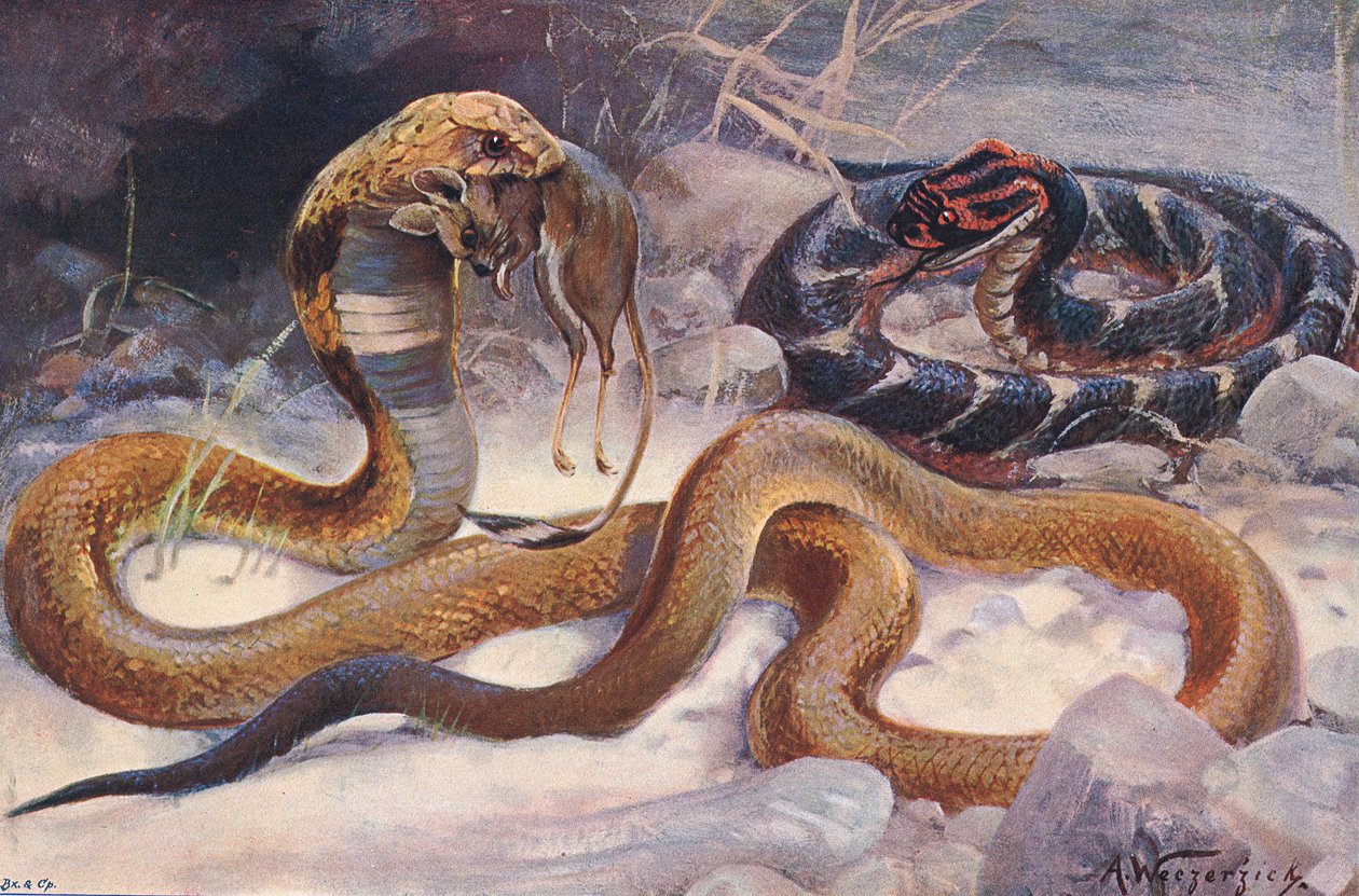 Cobra and Puff Adder, ilustracja z „Wildlife of the World”, ok. 1910 r. (litografia kolorowa) autorstwa Alfred Weczerzick