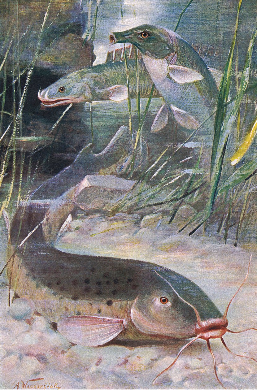 Sum elektryczny, Bichir, Trunkfish, ilustracja z „Wildlife of the World”, ok. 1910 r. (litografia kolorowa) autorstwa Alfred Weczerzick