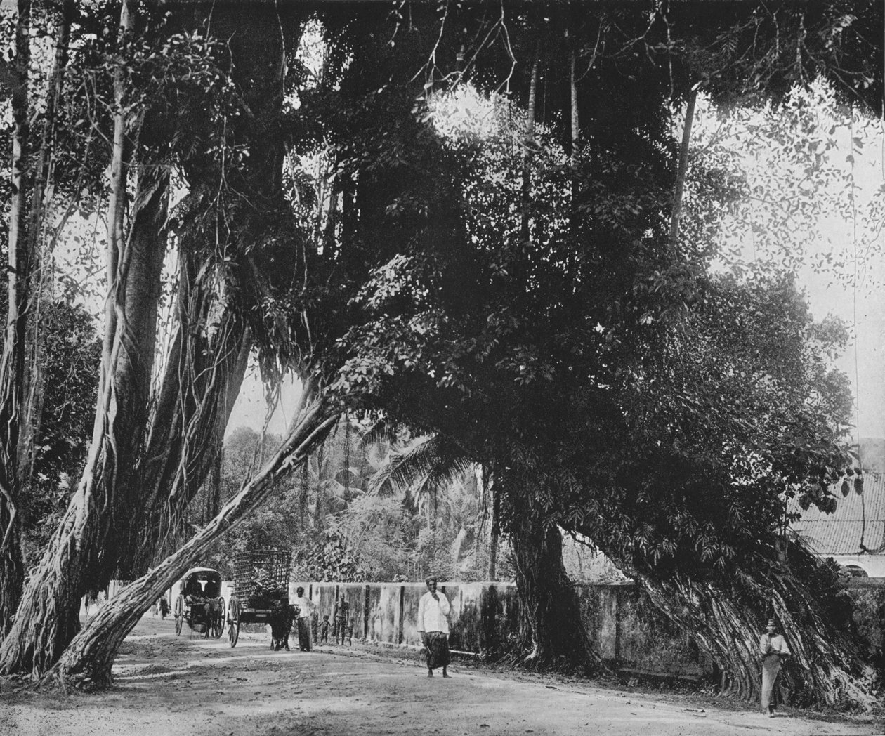 Banyan Tree w Kalutara, c1890, 1910 autorstwa Alfred William Amandus Plate