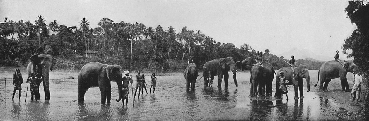 Kandy. Święte Słonie w Świątyni Kąpiel, c1890, 1910 autorstwa Alfred William Amandus Plate