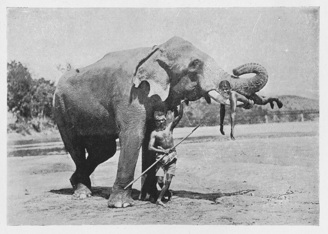 Maligawa Elephant and Mahouts, c1890, 1910 autorstwa Alfred William Amandus Plate