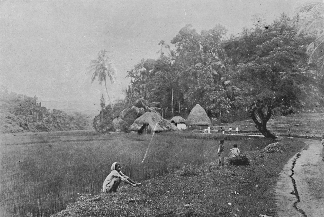 Pole ryżowe pod Gampolą, ok. 1890, 1910 autorstwa Alfred William Amandus Plate