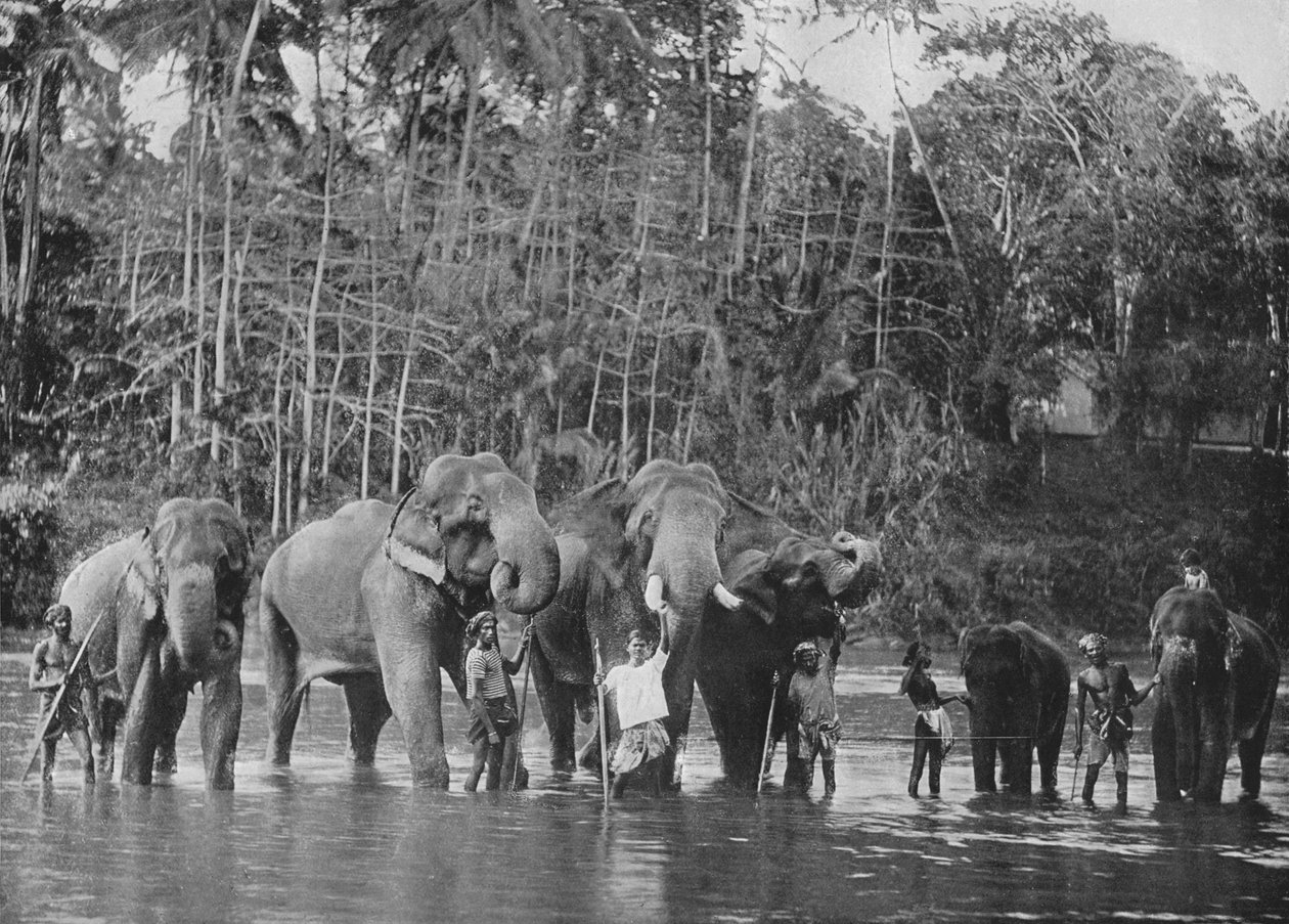 Święte słonie kąpiące się w Mahaweli Ganga w Katugastota, c1890, 1910 autorstwa Alfred William Amandus Plate