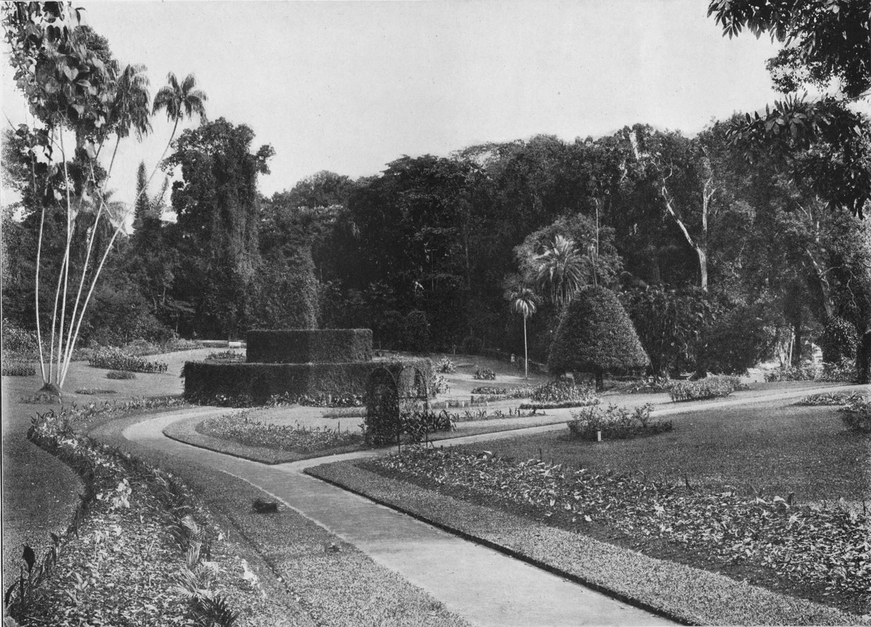 Fernery, ogrody Peradeniya, Cejlon, ok. 1890 r. 1910 r autorstwa Alfred William Amandus Plate