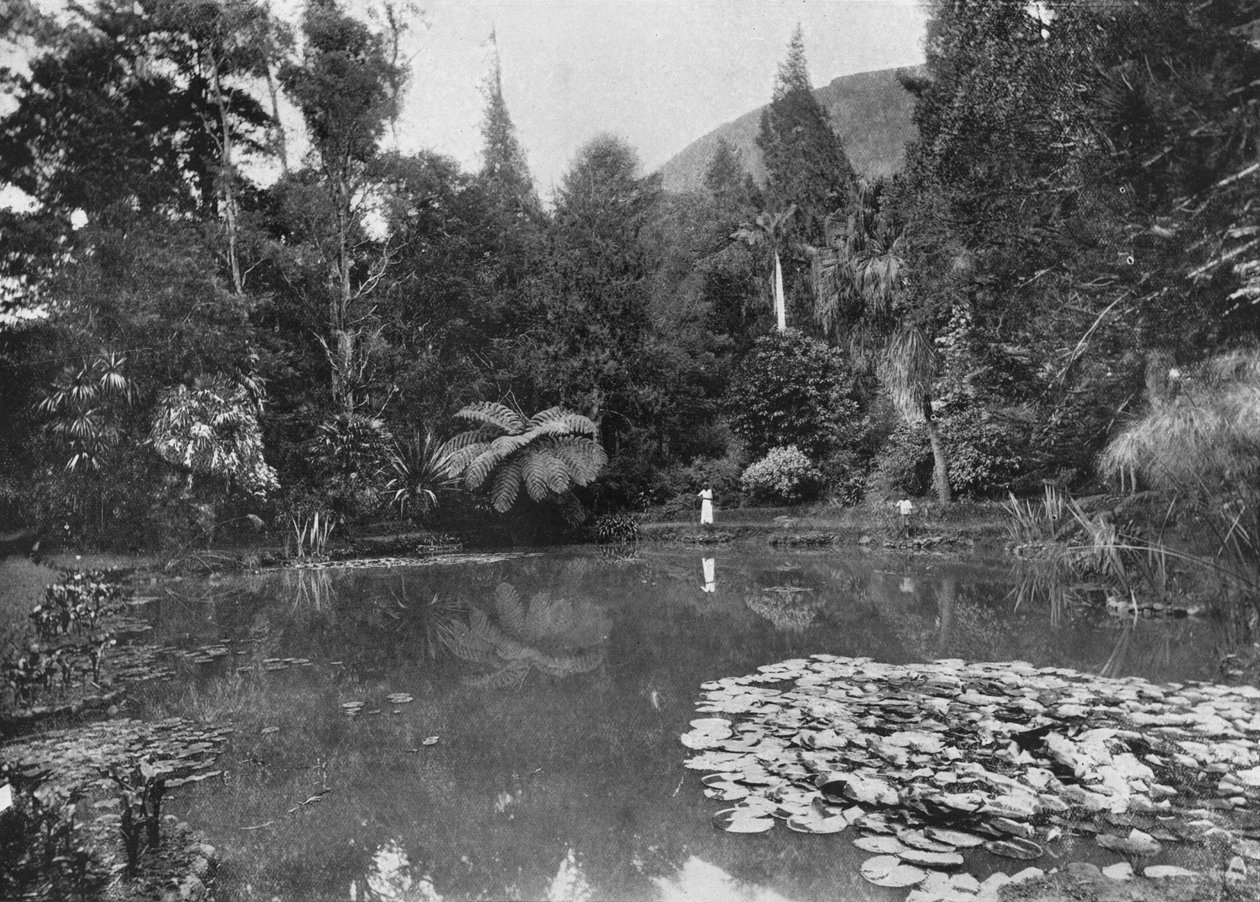 Staw Lotosu, Ogrody Hakgalla, Nuwara Eliya, c1890, 1910 autorstwa Alfred William Amandus Plate