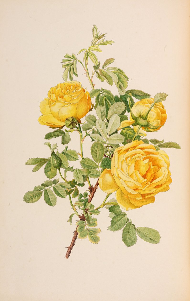 Ilustracja z rodzaju rosa autorstwa Ellen Willmott, 1914. autorstwa Alfred William Parsons
