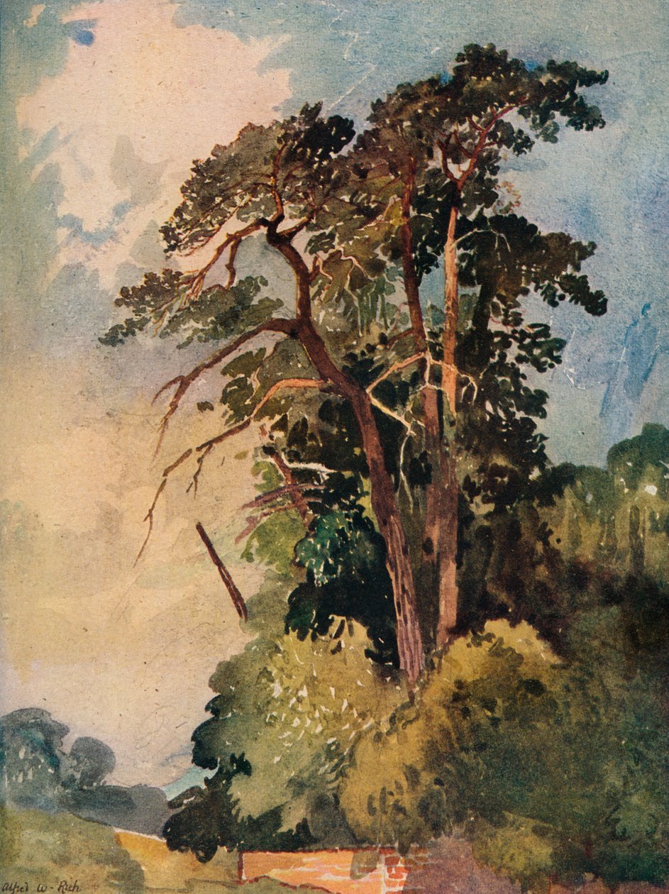 Studium drzew, ok. 1880 r autorstwa Alfred William Rich