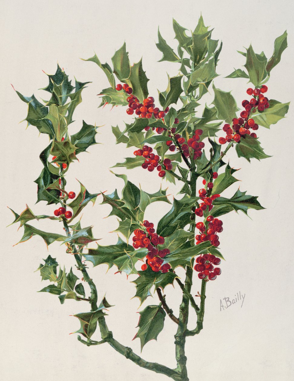 Holly, ilustracja z Encyclopédie Artistique et Documentaire de la Plante, opublikowana w Paryżu, 1904-08 chromolitho autorstwa Alice Bailly