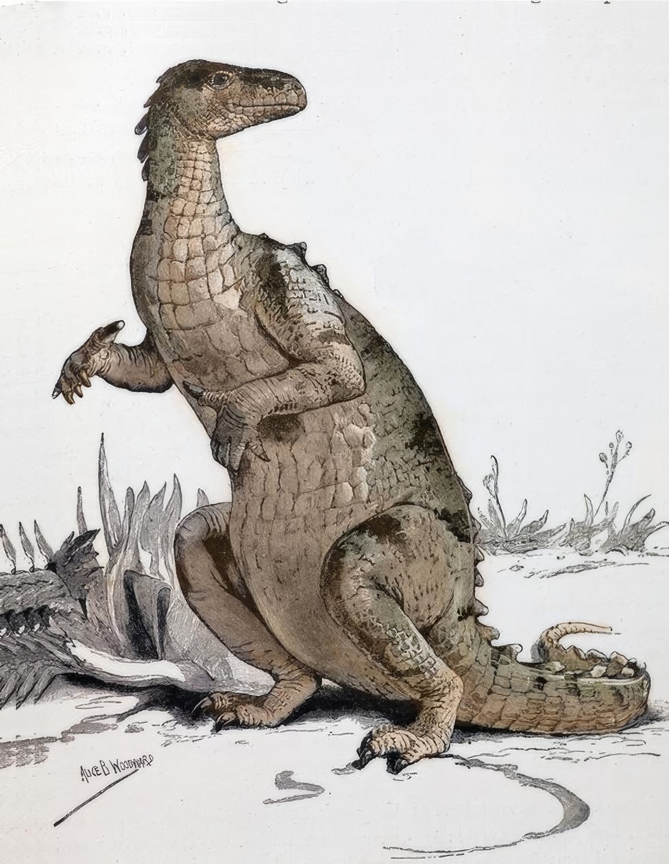 Iguanodon autorstwa Alice Bolingbroke Woodward