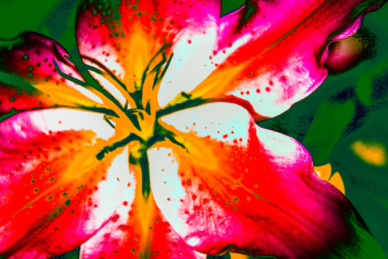 California Lily, 2016 (ręcznie malowane zdjęcie) autorstwa Alice Gur Arie